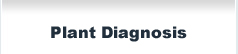 Plant Diagnosis